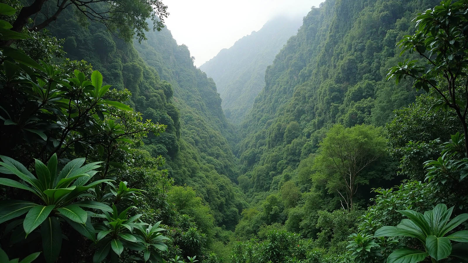Climat tropical humide
